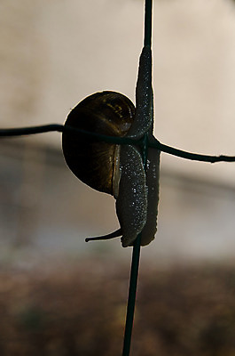 포토 JPG 해외이미지 자연 연체동물 사람없음 울타리 정원 땅 해외202004 해외포토 무척추동물 담장 생태계 파일형식 이미지허브