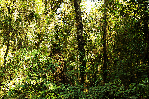포토 JPG 해외이미지 나무 식물 공원 잎 자연 아침 풍경 사람없음 야외 초록색 빛 햇빛 태양 환경 어둠 침묵 봄 성장 가을 시골 신선 숲 오솔길 무서움 뿌리 장면 지역 공상 내추럴 해외202004 해외포토 주간 자연요소 계절 공공시설 감정 길 컬러 소리 생태계 파일형식 이미지허브