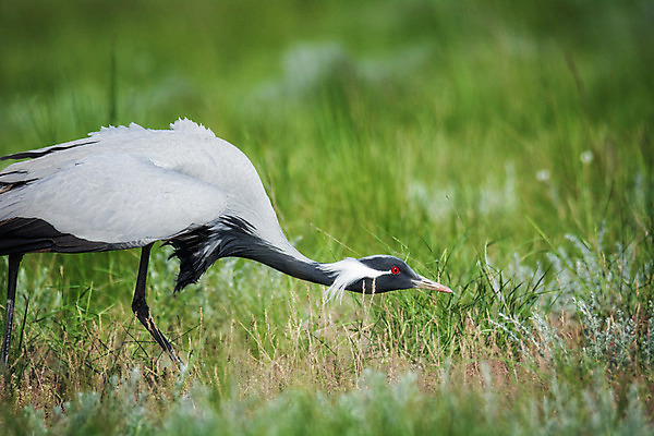 포토 JPG 해외이미지 동물 야생동물 자연 조류 사람없음 야외 기중기 러시아 러시아인 보호구역 해외202004 해외포토 서양인 유럽 중장비 생태계 구역 파일형식 이미지허브