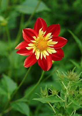 포토 JPG 해외이미지 식물 계절 꽃 꽃다발 백그라운드 잎 꽃무늬 자연 엄마 발렌타인데이 사랑 사람없음 야외 빨간색 노란색 보라색 봄 벚꽃 4월 꽃집 꽃가루 고립 영원 해외202004 해외포토 감정 컬러 무늬 가족 데이이벤트 상점 날짜 가루 생태계 파일형식 이미지허브