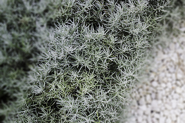 포토 JPG 해외이미지 잎 자연 거리 사람없음 야외 장식 초록색 여름 정원 봄 회색 성장 조약돌 바위 흰색 신선 매끈함 작음 배열 원예 질감 심플 조경 화단 카피스페이스 해외202004 해외포토 식물 계절 컬러 취미 공백 돌_바위 감각 크기 생태계 파일형식 이미지허브