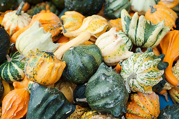 포토 JPG 해외이미지 식물 계절 음식 백그라운드 단풍 패턴 농업 채소 오렌지 부분 자연 벽지 호박 휴가 사람없음 장식 빨간색 초록색 농장 노란색 정원 축제 할로윈 수확 가을 작음 큼 11월 질감 박 추수감사절 흙더미 10월 내추럴 숙성 식용 많음 해외202004 해외포토 산업 기독교 컬러 컨셉 잎 무늬 과일 흙 날짜 크기 생태계 파일형식 더미 이미지허브