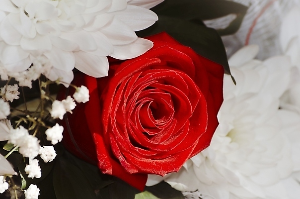 포토 JPG 해외이미지 꽃 백그라운드 꽃무늬 휴가 발렌타인데이 선물 사람없음 빨간색 장미 벚꽃 축하 인사 신용카드 생일 해외202004 해외포토 식물 기념일 컬러 컨셉 무늬 데이이벤트 금융 예절 파일형식 이미지허브