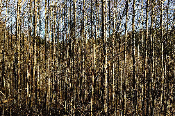 포토 JPG 해외이미지 나무 식물 백그라운드 겨울 패턴 자연 건조 사람없음 야외 목재 파란색 갈색 추위 슬픔 가을 나뭇가지 죽음 막대기 티켓 숲 질감 내추럴 평행 우울증 줄서기 혼란 해외202004 해외포토 계절 감정 컬러 컨셉 무늬 재료 모션 질병 생태계 파일형식 이미지허브