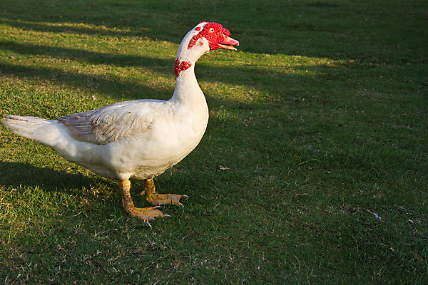포토 JPG 해외이미지 동물 1 공원 야생동물 자연 조류 오리 사람없음 야외 빨간색 초록색 반려동물 컬러풀 농장 머리 검은색 흰색 시골 연못 닫기 깃털 부리 물새 잡종 계산서 동물상 못생김 해외202004 해외포토 공공시설 컬러 농업 모션 신체부위 조형물 생태계 파일형식 이미지허브