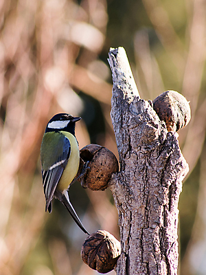 포토 JPG 해외이미지 동물 야생동물 백그라운드 날개 자연 조류 사람없음 목재 초록색 컬러풀 노란색 정원 검은색 나뭇가지 관찰 황무지 작음 큼 깃털 부리 내추럴 수유 해외202004 해외포토 나무 컬러 재료 모션 크기 생태계 파일형식 이미지허브