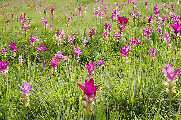 포토 JPG 해외이미지 식물 꽃잎 꽃 감정 문화 길 밧줄 줄기 여행 백그라운드 잎 꽃무늬 태국 자연 사람없음 빨간색 초록색 컬러풀 태양 정원 보라색 봄 산책 튤립 안개 벚꽃 신선 싱글 내추럴 방법 영원 해외202004 해외포토 자연요소 계절 아시아 줄 컬러 무늬 날씨 휴식 생태계 파일형식 이미지허브
