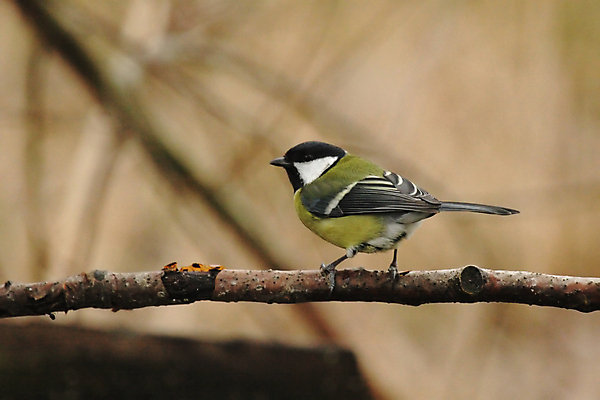 포토 JPG 해외이미지 동물 야생동물 자연 조류 앉기 사람없음 노란색 검은색 나뭇가지 작음 해외202004 해외포토 나무 컬러 모션 크기 생태계 파일형식 이미지허브