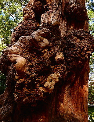 포토 JPG 해외이미지 나무 공원 자연 사람없음 목재 성장 황무지 숲 나무껍질 삼림지대 해외202004 해외포토 식물 공공시설 재료 껍질 생태계 파일형식 이미지허브