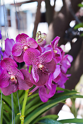 포토 JPG 해외이미지 식물 디자인 꽃잎 꽃 분홍색 꽃다발 잎 꽃무늬 패턴 자연 추상 사람없음 장식 여름 환경 정원 보라색 봄 벚꽃 흰색 나뭇가지 시골 난초 우아함 닫기 배열 제비꽃 네덜란드 보케 호접란 향 내추럴 해외202004 해외포토 나무 계절 유럽 컬러 컨셉 무늬 모션 생태계 파일형식 이미지허브