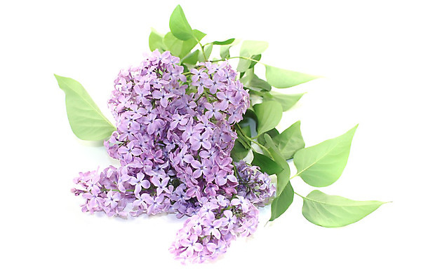 포토 JPG 해외이미지 나무 식물 계절 꽃 꽃무늬 자연 선물 사람없음 장식 초록색 컬러풀 정원 보라색 봄 흰색 개화 5월 향기 라일락 내추럴 해외202004 해외포토 컬러 무늬 날짜 생태계 냄새 파일형식 이미지허브