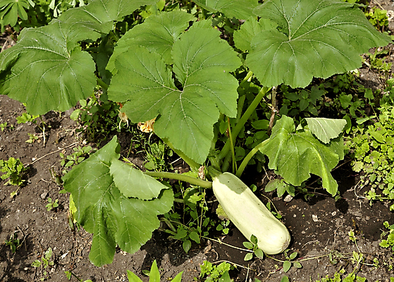 포토 JPG 해외이미지 음식 줄기 잎 다이어트 채소 재료 자연 건강 풍경 사람없음 야외 초록색 여름 농작물 성장 시골 신선 유기농 원예 날것 내추럴 채소밭 땅바닥 주키니 주키니호박 채식주의자 그리너리 세련 해외202004 해외포토 식물 웰빙 계절 컬러 밭 농업 바닥 취미 생태계 채식 파일형식 트랜드컬러 이미지허브