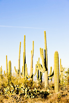 포토 JPG 해외이미지 식물 외관 북아메리카 자연 선인장 국립공원 풍경 사람없음 야외 미국 사막 애리조나 내추럴 해외202004 해외포토 공원 아메리카 생태계 파일형식 이미지허브