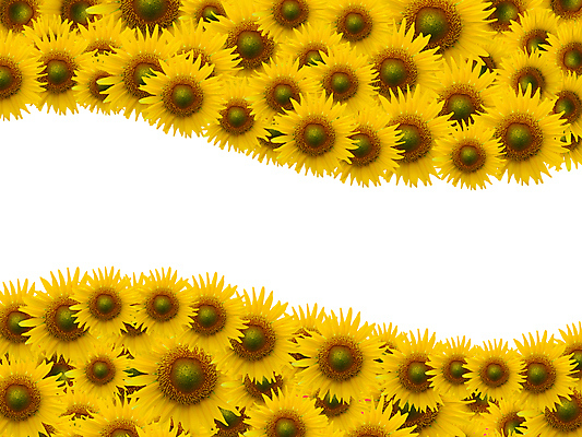 포토 JPG 해외이미지 식물 1 외관 꽃 잎 농업 자연 해바라기 프레임 씨앗 사람없음 초록색 여름 컬러풀 노란색 줄무늬 활발 흰색 시골 쌍 실크 질감 꽃가루 꿀 고립 깊이 밭일 해외202004 해외포토 계절 산업 컬러 컨셉 무늬 직물 가루 생태계 파일형식 이미지허브