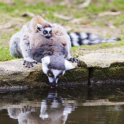 포토 JPG 해외이미지 동물 응시 얼굴 야생동물 포유류 가족 포옹 아프리카 자연 털 동물원 종류 앉기 사람없음 야외 물 검은색 줄무늬 회색 마시기 원숭이 아기 관찰 반지 그룹 숲 모피 꼬리 솜털 유인원 노려봄 마다가스카르 여우원숭이 해외202004 해외포토 자연요소 시선 나라 컬러 무늬 장신구 관계 안기 모션 표정 사람 신체부위 생태계 파일형식 이미지허브