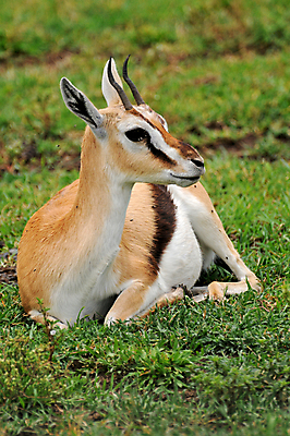포토 JPG 해외이미지 동물 한마리 응시 야생동물 새끼 포유류 아프리카 자연 뿔 서기 사람없음 야외 옆모습 가로 초록색 갈색 일몰 황무지 고독 사파리 영양 케냐 노려봄 가젤 보호구역 사바나 초식 탄자니아 평야 해외202004 해외포토 1 시선 감정 나라 뷰포인트 컬러 모션 표정 노을 생태계 구역 파일형식 이미지허브