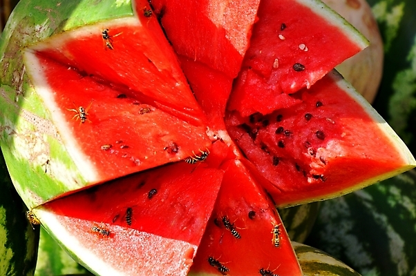 포토 JPG 해외이미지 음식 곤충 백그라운드 날개 다이어트 자연 디저트 수박 씨앗 사람없음 빨간색 초록색 여름 노란색 줄무늬 껍질 신선 달콤 맛 말벌 벌 먹기 과육 숙성 채식주의자 해외202004 해외포토 식물 동물 계절 컬러 컨셉 무늬 과일 모션 건강 벌_곤충 생태계 채식 파일형식 이미지허브