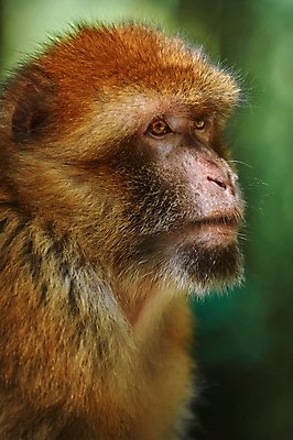 포토 JPG 해외이미지 나무 동물 야생동물 포유류 자연 사람없음 야외 원숭이 숲 유인원 동물상 해외202004 해외포토 식물 조형물 생태계 파일형식 이미지허브