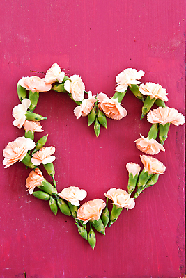 포토 JPG 해외이미지 꽃 분홍색 프레임 사람없음 하트 카네이션 해외202004 해외포토 모양 식물 컬러 파일형식 이미지허브