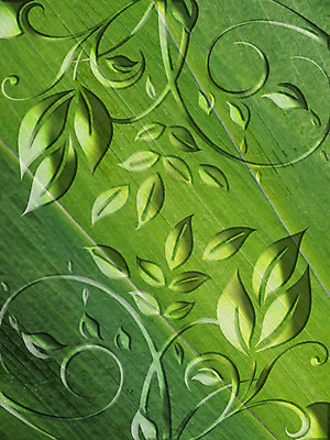 포토 JPG 해외이미지 백그라운드 잎 자연 추상 사람없음 초록색 활발 묘사 유기농 질감 정맥 내추럴 강렬 해외202004 해외포토 식물 웰빙 컬러 컨셉 무늬 생태계 혈관 파일형식 이미지허브