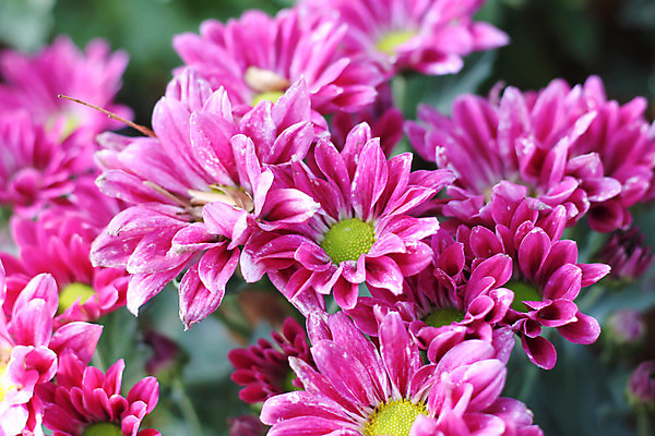 포토 JPG 해외이미지 식물 공원 꽃잎 꽃 줄기 분홍색 꽃다발 백그라운드 자연 국화 사람없음 야외 빨간색 컬러풀 머리 정원 봄 활발 성장 개화 스페인 싱글 원예 데이지 거베라 마드리드 스페인어 해외202004 해외포토 계절 공공시설 유럽 컬러 컨셉 취미 신체부위 생태계 파일형식 이미지허브