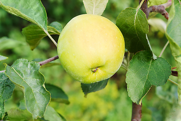 포토 JPG 해외이미지 나무 식물 계절 음식 백그라운드 잎 농업 과일 자연 사람없음 정원 수확 나뭇가지 시골 사과 상품 과수원 밭일 숙성 채식주의자 해외202004 해외포토 산업 생태계 채식 파일형식 이미지허브
