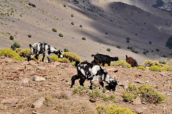 포토 JPG 해외이미지 동물 공원 야생동물 여행 포유류 자연 염소 산 털 서기 사람없음 야외 여름 갈색 계곡 검은색 트래킹 바위 흰색 양 황무지 정상 언덕 오르기 모로코 내추럴 절정 찰과상 해외202004 해외포토 계절 공공시설 컬러 모션 아프리카 레저 돌_바위 상처 생태계 파일형식 이미지허브