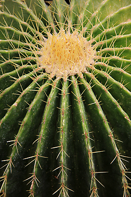 포토 JPG 해외이미지 모양 식물 디자인 꽃잎 잎 패턴 자연 선인장 사람없음 초록색 정원 성장 못 묘사 내추럴 해외202004 해외포토 꽃 컬러 무늬 공구 생태계 파일형식 이미지허브