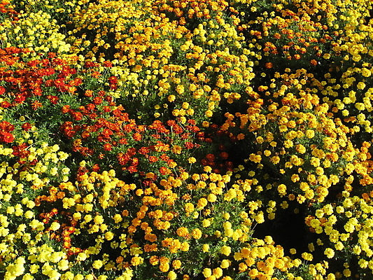 포토 JPG 해외이미지 식물 디자인 꽃잎 꽃 자연 사람없음 장식 빨간색 여름 갈색 노란색 정원 침대 심볼 냄새 아로마 화단 꽃가루 꿀 막자 우크라이나 전국 벨벳 해외202004 해외포토 계절 유럽 컬러 가구 실크 가루 생태계 파일형식 이미지허브