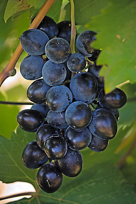 포토 JPG 해외이미지 식물 열매 산업 과일 자연 포도 사람없음 빛 정원 사진촬영 수확 가을 포도밭 동물상 해외202004 해외포토 계절 밭 농업 조형물 촬영 생태계 파일형식 이미지허브