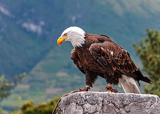 포토 JPG 해외이미지 주간 야생동물 사람없음 야외 독수리 흰머리독수리 해외202004 해외포토 자연요소 동물 조류 파일형식 이미지허브