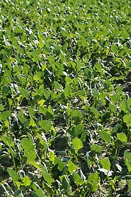 포토 JPG 해외이미지 식물 꽃 지구 선 음식 백그라운드 잎 밭 농업 다이어트 채소 자연 추상 새로움 건강 풍경 사람없음 야외 초록색 여름 농작물 농장 정원 흙 봄 수확 성장 시골 아기 신선 상추 땅 먹기 유기농 원예 양배추 먼지 내추럴 밭일 줄서기 수평선 해외202004 해외포토 웰빙 계절 산업 컬러 컨셉 무늬 모션 사람 취미 생태계 파일형식 이미지허브