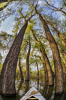 포토 JPG 해외이미지 나무 호수 풍경 사람없음 세로 초록색 반사 봄 수상스포츠 숲 활 카누 공상 어안 왜곡 콜로라도 해외202004 해외포토 식물 계절 스포츠 컬러 미국 파일형식 이미지허브