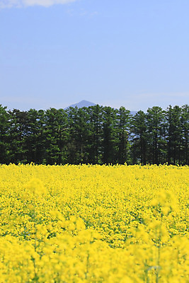 포토 JPG 해외이미지 구름 꽃 백그라운드 밭 농업 자연 하늘 산 씨앗 풍경 사람없음 초록색 파란색 농작물 농장 농경지 성장 유채 밭일 카놀라 해외202004 해외포토 자연요소 식물 산업 컬러 생태계 파일형식 이미지허브