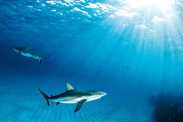 포토 JPG 해외이미지 동물 야생동물 스포츠 바다 여행 백그라운드 자연 어류 사람없음 야외 물 파란색 바닷속 수중 산호 위험 다이빙 육식동물 암초 깊이 바하마 해외202004 해외포토 자연요소 컬러 컨셉 수영 수중동물 자포동물 생태계 수중스포츠 파일형식 이미지허브
