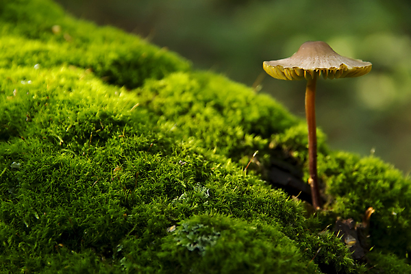 포토 JPG 해외이미지 나무 자연 이끼 사람없음 여름 버섯 가을 숲 곰팡이 그물버섯 해외202004 해외포토 식물 계절 생태계 파일형식 이미지허브