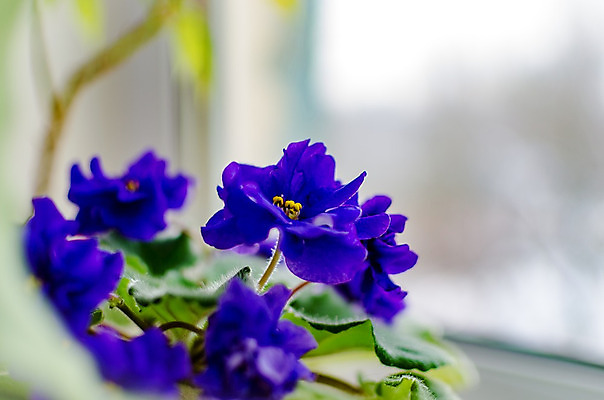 포토 JPG 해외이미지 식물 디자인 꽃잎 꽃 자연 사람없음 내부 장식 초록색 파란색 빛 보라색 봄 방 성장 흰색 신선 제비꽃 손목 그림 원예 내추럴 해외202004 해외포토 계절 컬러 취미 신체부위 생태계 파일형식 이미지허브