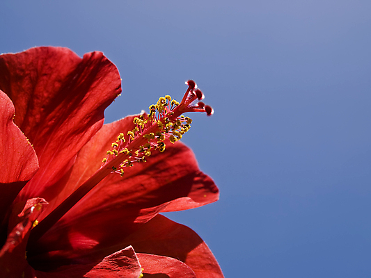 포토 JPG 해외이미지 주간 자연 하늘 사람없음 야외 빨간색 히비스커스 해외202004 해외포토 자연요소 꽃 컬러 생태계 파일형식 이미지허브