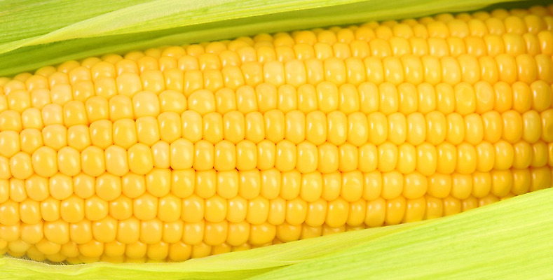 포토 JPG 해외이미지 음식 백그라운드 잎 농업 채소 과일 재료 건강 옥수수 사람없음 초록색 여름 농작물 컬러풀 농장 노란색 식사 활발 수확 껍질 흰색 신선 황금 달콤 낟알 실크 먹기 묘사 싱글 유기농 알맹이 날것 팝콘 내추럴 고립 숙성 채식주의자 해외202004 해외포토 식물 웰빙 계절 산업 컬러 컨셉 모션 곡류 직물 맛 채식 파일형식 이미지허브