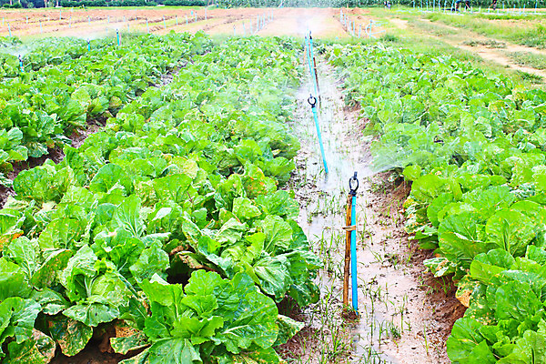 포토 JPG 해외이미지 식물 문화 음식 잎 농업 채소 자연 날씨 주택 건강 요리 동양인 사람없음 야외 빨간색 초록색 물 농장 농경지 정원 흙 샐러드 튀김 수확 성장 시골 아기 신선 유기농 장면 시스템 내추럴 땅바닥 줄서기 해외202004 해외포토 자연요소 웰빙 산업 컬러 모션 바닥 사람 인종 건물 생태계 파일형식 이미지허브