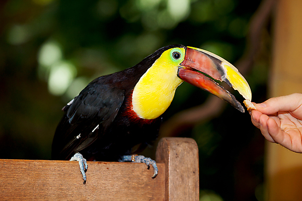 포토 JPG 해외이미지 동물 손 야생동물 빵 조류 사람없음 컬러풀 먹기 먹여주기 깃털 부리 동물상 수유 이국적 해외202004 해외포토 음식 컬러 모션 신체부위 조형물 파일형식 이미지허브