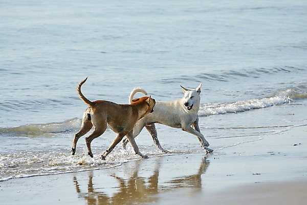 포토 JPG 해외이미지 동물 행복 호수 모래 바다 2 장난 공 자연 놀이 건강 해변 사람없음 야외 물 여름 친구 반려동물 달리기 햇빛 우정 젖음 서핑 그룹 개 떨어짐 속도 기르기 혼자 스플래쉬 해외202004 해외포토 자연요소 계절 감정 컨셉 포유류 관계 모션 태양 수상스포츠 생태계 돌봄 파일형식 이미지허브