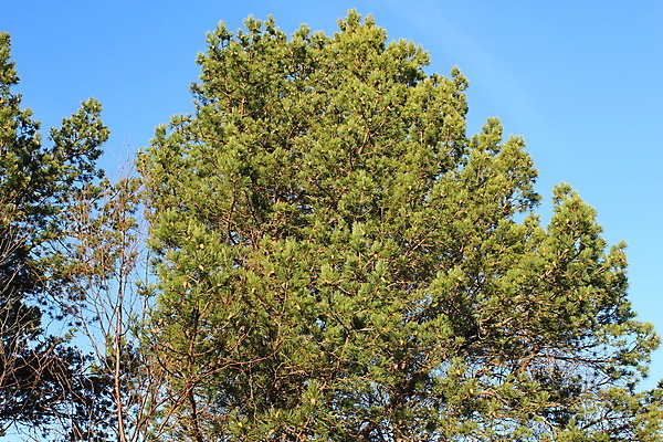 포토 JPG 해외이미지 나무 하늘 사람없음 파란색 소나무 해외202004 해외포토 식물 컬러 파일형식 이미지허브