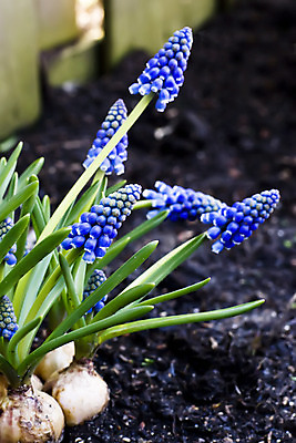 포토 JPG 해외이미지 식물 계절 꽃 잎 꽃무늬 전구 자연 포도 사람없음 초록색 파란색 컬러풀 정원 보라색 봄 벚꽃 개화 다발 원예 먼지 내추럴 히아신스 해외202004 해외포토 컬러 무늬 과일 취미 생태계 파일형식 이미지허브