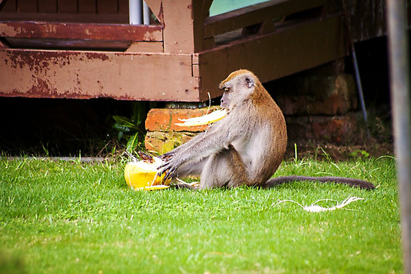 포토 JPG 해외이미지 동물 공원 야생동물 벽 과일 포유류 초식동물 앉기 성인 사람없음 옆모습 원숭이 보호 먹기 싱글 동물상 수유 초식 해외202004 해외포토 공공시설 뷰포인트 컨셉 모션 사람 조형물 파일형식 이미지허브