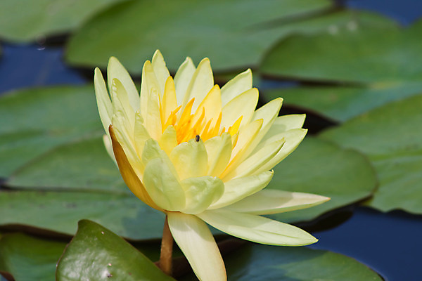 포토 JPG 해외이미지 식물 계절 꽃잎 꽃 호수 분홍색 잎 자연 사람없음 빨간색 초록색 물 반사 평화 환경 정원 보라색 봄 벚꽃 연못 신선 우아함 당구 심볼 순수 묘사 만족 반대 내추럴 해외202004 해외포토 자연요소 감정 컬러 컨셉 구기 생태계 파일형식 이미지허브