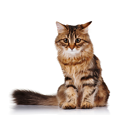 포토 JPG 해외이미지 동물 응시 여자 남자 포즈 백그라운드 가정 가족 수염 털 앉기 사람없음 반려동물 고양이 줄무늬 흰색 아기 최고 작음 모피 자르기 호기심 귀 육식동물 얼룩무늬 고립 관심 시베리아 해외202004 해외포토 시선 감정 컬러 컨셉 무늬 포유류 관계 모션 사람 신체부위 크기 파일형식 이미지허브