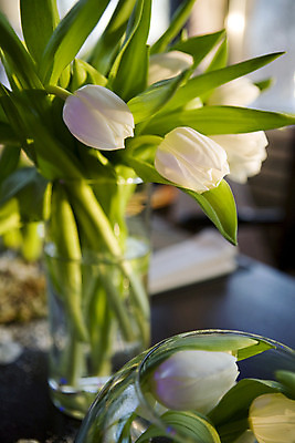 포토 JPG 해외이미지 식물 계절 꽃잎 꽃 꽃다발 잎 꽃무늬 자연 탁자 친절 발렌타인데이 선물 사람없음 초록색 파란색 컬러풀 식당 꽃병 봄 튤립 벚꽃 흰색 신선 개화 날짜 꽃집 묘사 엽서 내추럴 강렬 해외202004 해외포토 컬러 가구 무늬 데이이벤트 상점 편지 생태계 파일형식 이미지허브