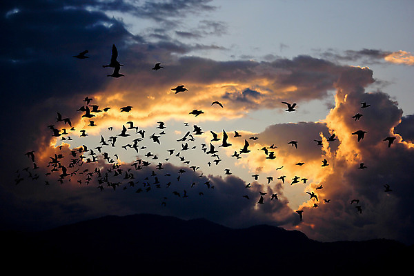 포토 JPG 해외이미지 동물 구름 실루엣 야생동물 바다 백그라운드 오렌지 자연 조류 하늘 아침 산 풍경 사람없음 물 여름 빛 햇빛 태양 노란색 일출 일몰 자유 황금 해외202004 해외포토 주간 자연요소 계절 컬러 컨셉 과일 촬영기법 노을 생태계 파일형식 이미지허브