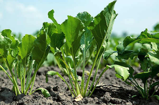 포토 JPG 해외이미지 식물 지구 잎 밭 농업 자연 사람없음 초록색 울타리 환경 시골 설탕 땅바닥 밭일 비트 해외202004 해외포토 산업 컬러 채소 바닥 담장 생태계 파일형식 이미지허브